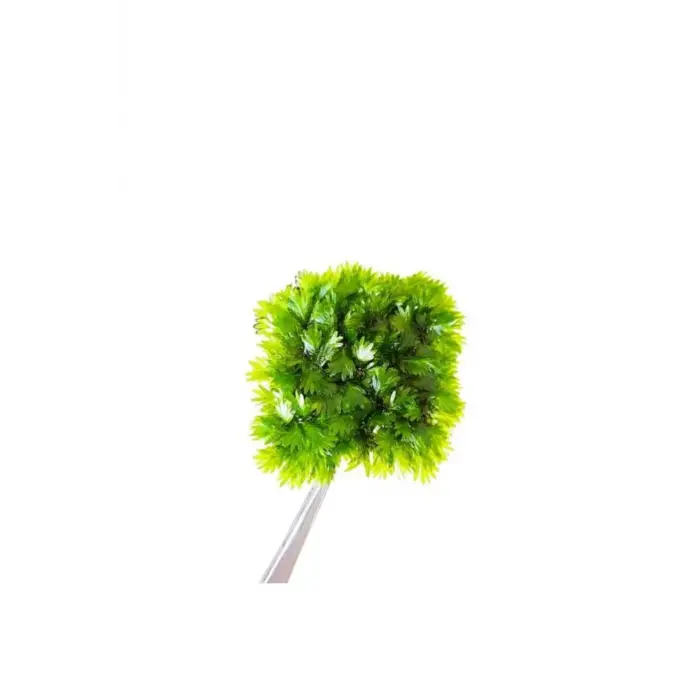 Fissidens Miroshaki Moss Cup Canlı Bitki