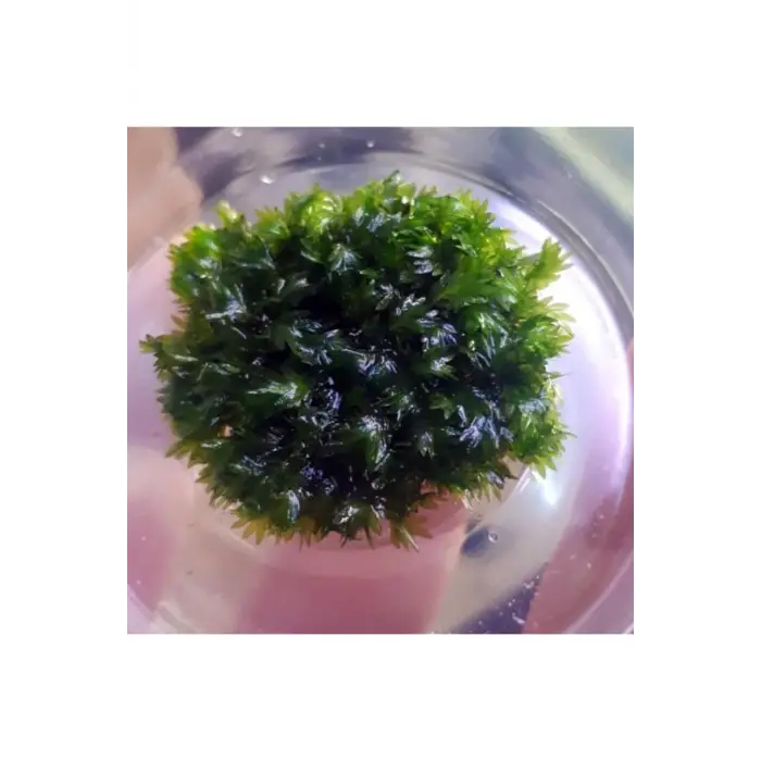 Fissidens Miroshaki Moss Cup Canlı Bitki