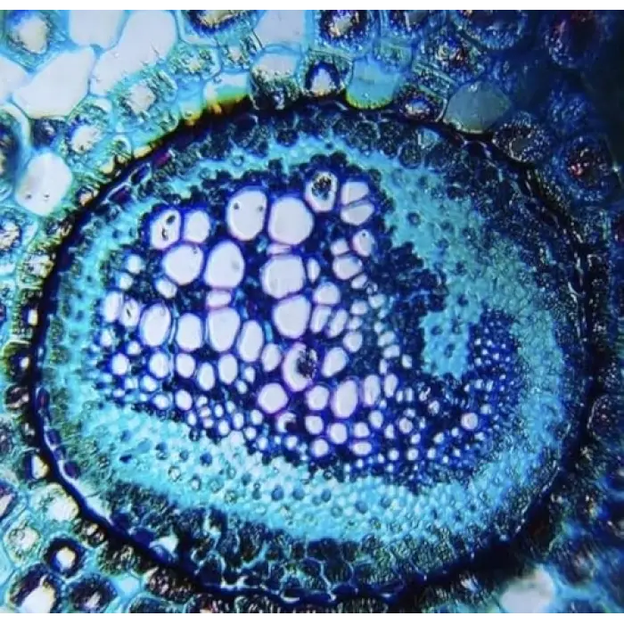 Foldscope Cep Mikroskobu Kaşif Seti