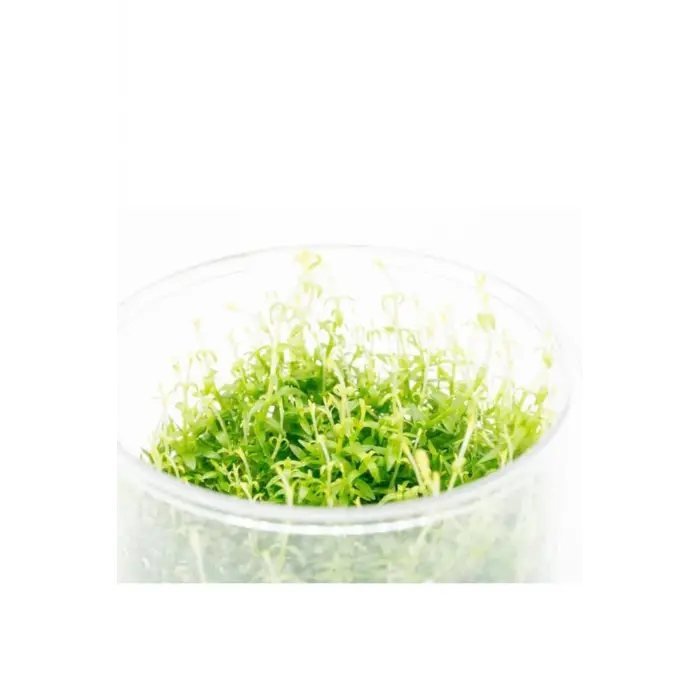 Gratiola Viscidula In Vitro Cup Canlı Bitki