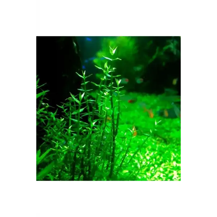 Gratiola Viscidula In Vitro Cup Canlı Bitki