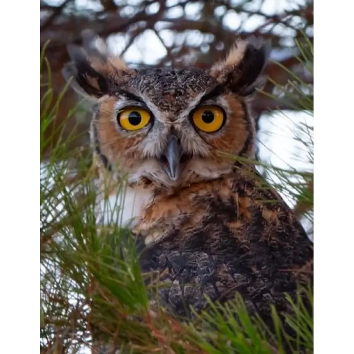 Great Horned Owl Journal