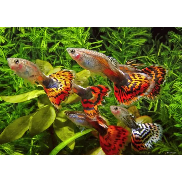 Guppy Gran 250 Ml (120 g)