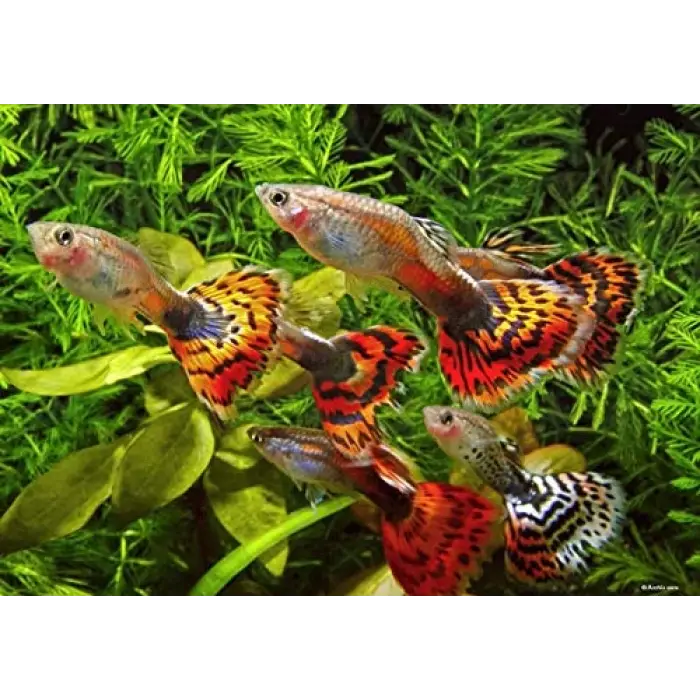 Guppy Gran 250 Ml (120 g)