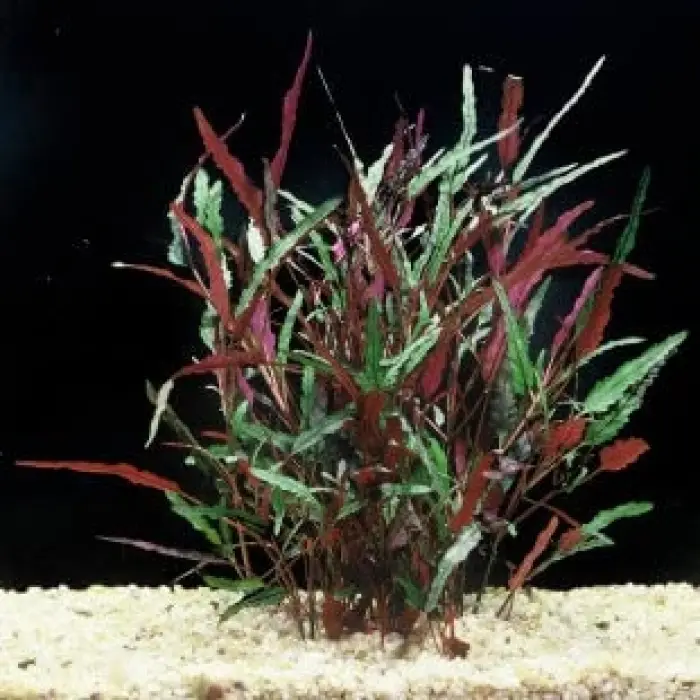 Hemigraphis Repanda Akvaryum Bitkisi, Canlı Bitki, 5 Dal