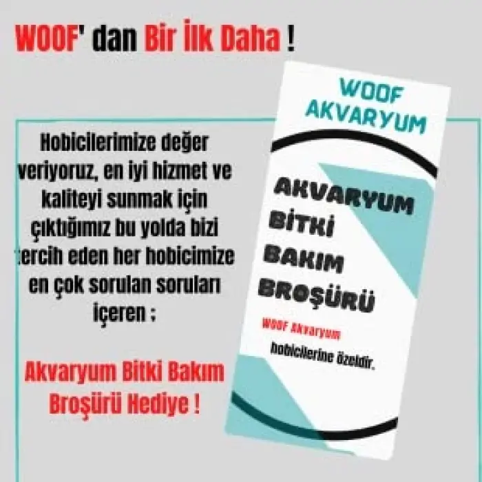 Hemigraphis Repanda Akvaryum Bitkisi, Canlı Bitki, 5 Dal