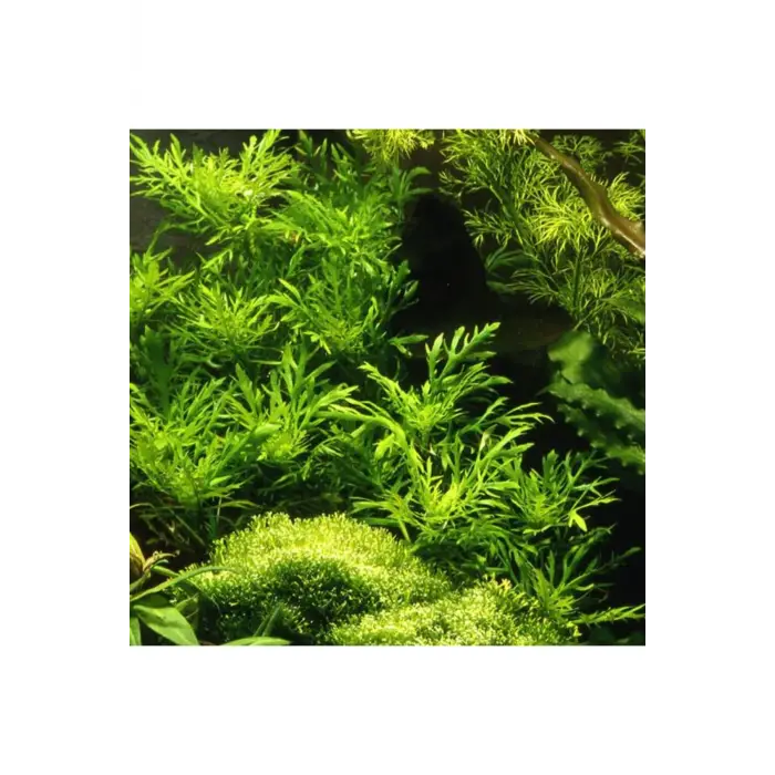 Hygrophila Difformis 4-6 Kök Canlı Bitki