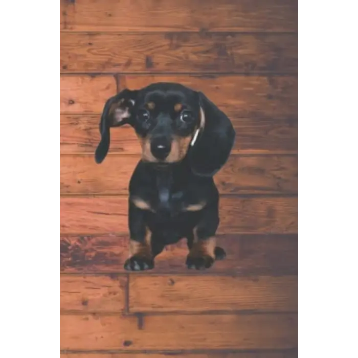 Independently published Fearless Doxie Journal