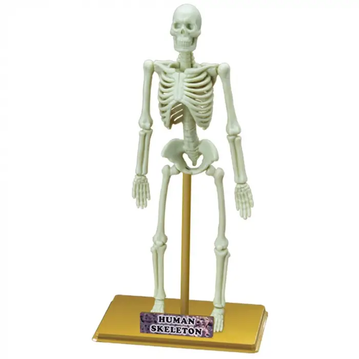 İnsan İskeleti Bilim Seti