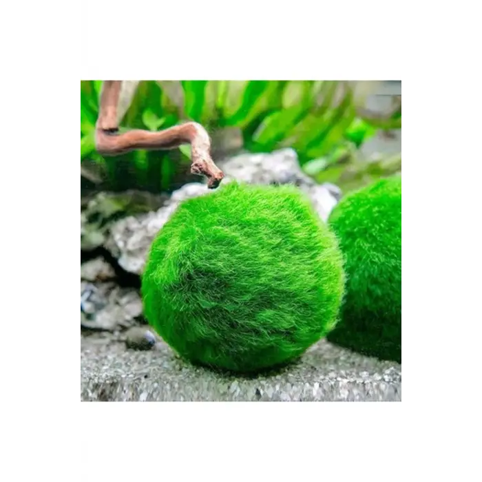 İthal Marimo Moss Ball 2-3 cm Yosun Topu Canlı Bitki 951512