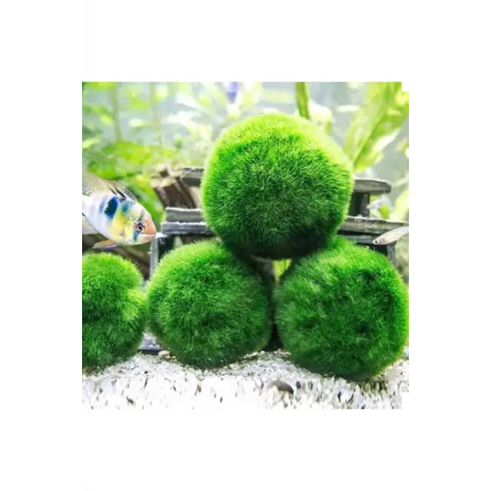 İthal Marimo Moss Ball 2-3 cm Yosun Topu Canlı Bitki 951512