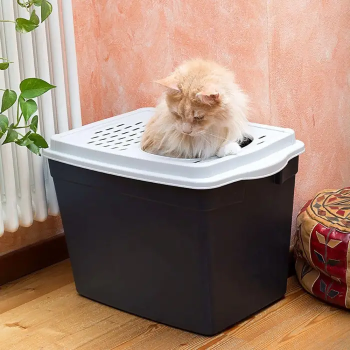 Jumpy Kedi Tuvaleti