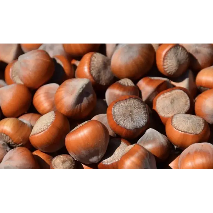 Kabuklu Fındık 1 KG Doğal