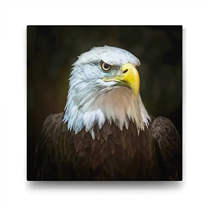Kartal Tablosu - 60x60cm