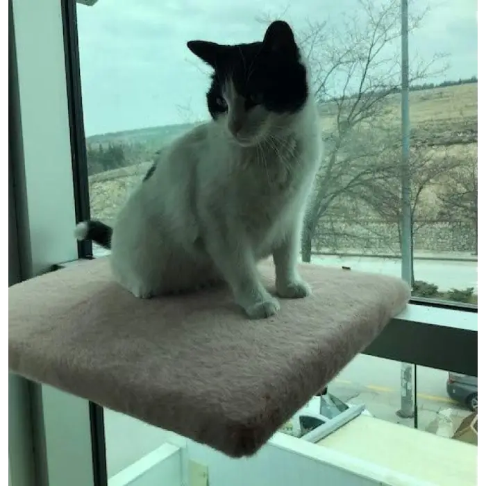 Kedi Cam Önü Oturma Platformu