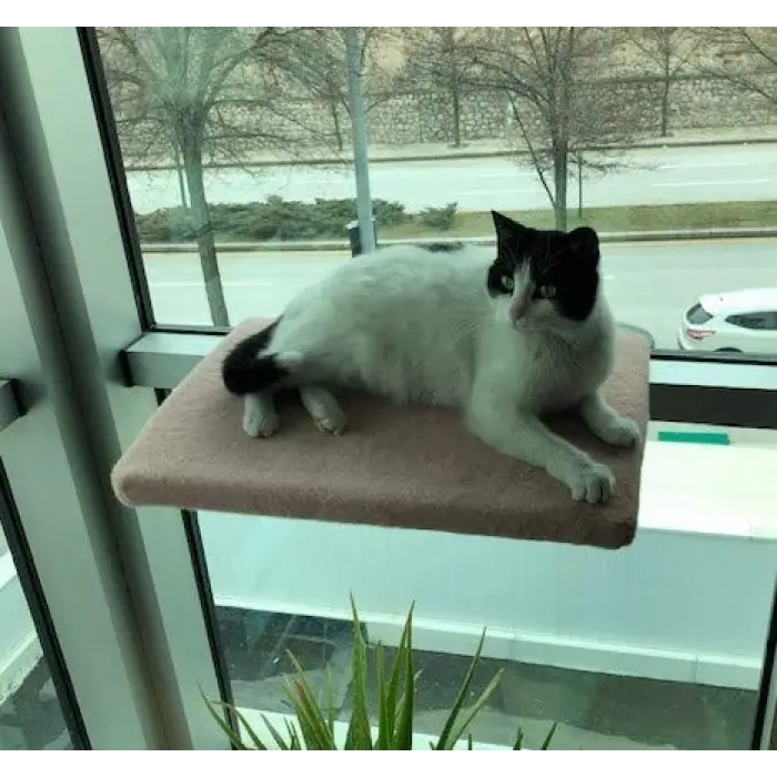 Kedi Cam Önü Oturma Platformu