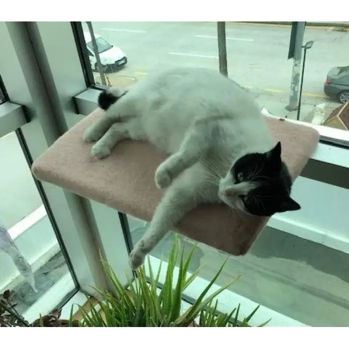 Kedi Cam Önü Oturma Platformu