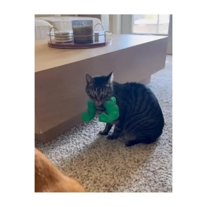 Kedi Hulk Kolu