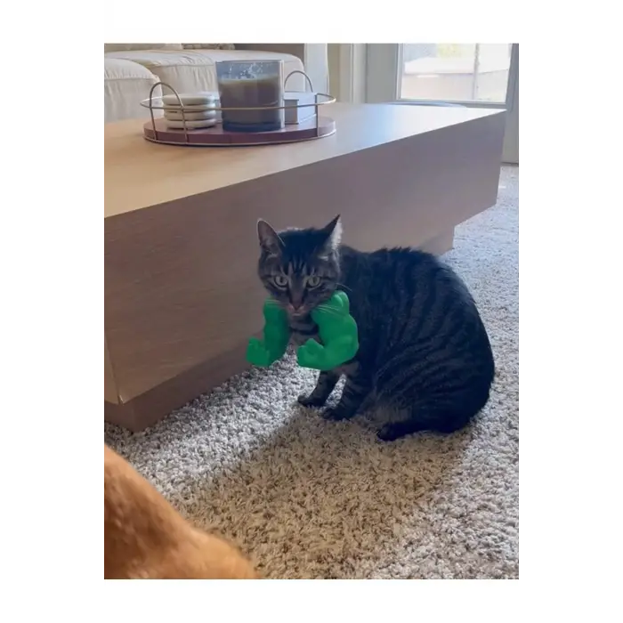 Kedi Hulk Kolu