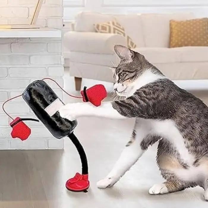 Kedi nanesi içeren mini boks torbası ve eldiven seti
