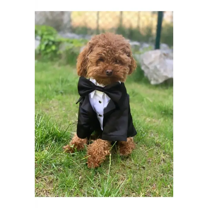 Köpek Kedi Smokin Ceket Gömlek (Medium)