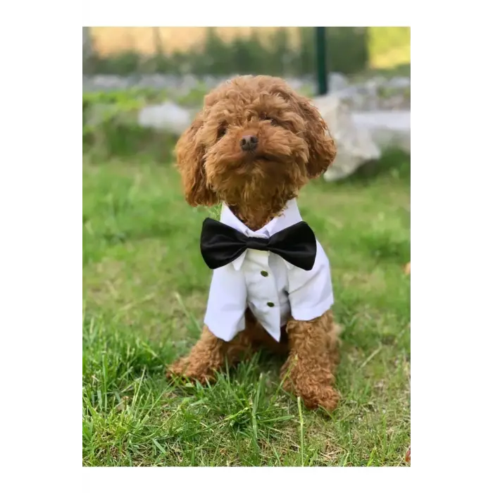 Köpek Kedi Smokin Ceket Gömlek (Medium)