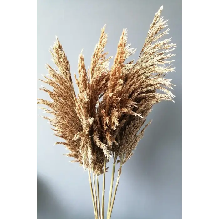 Kuru Çiçek Pampas 7 Adet 100 Cm Boy