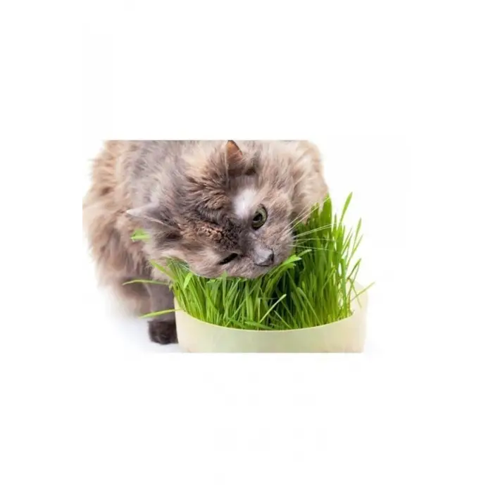 Kutu Kedi Çimi, Kahverengi, 1