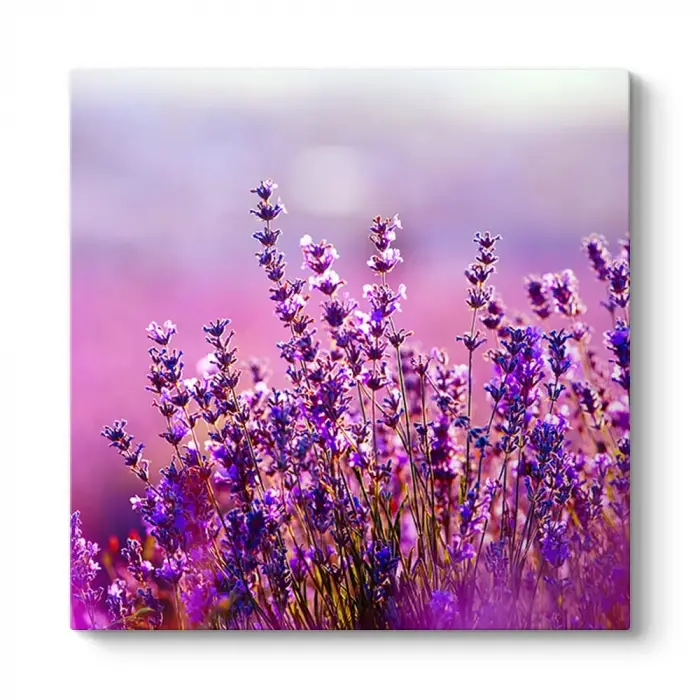Lavanta Çiçekleri Kanvas Tablo 30 x 30