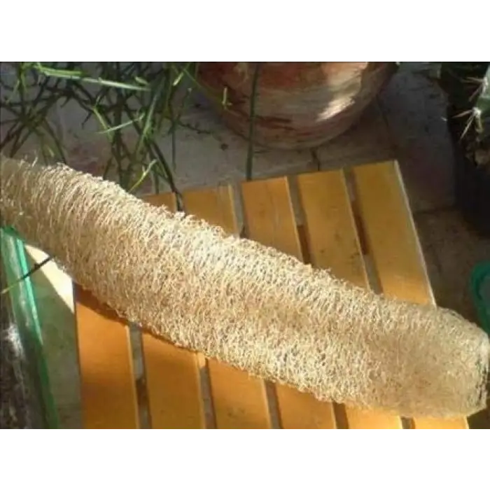 LİF SÜNGER KABAĞI TOHUMU (sponge gourd)