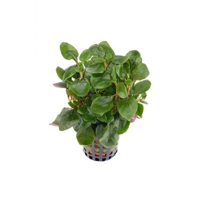 Lobelia Cardinalis mini saksılı canlı bitki