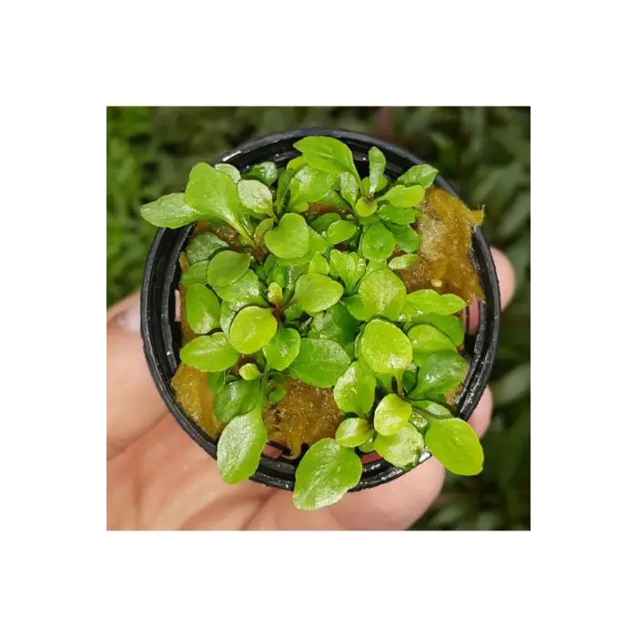 Lobelia Cardinalis mini saksılı canlı bitki