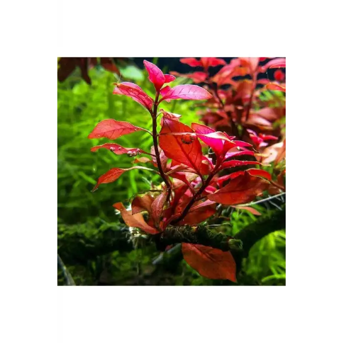 Ludwigia Mini Super Red Saksılı Canlı Bitki