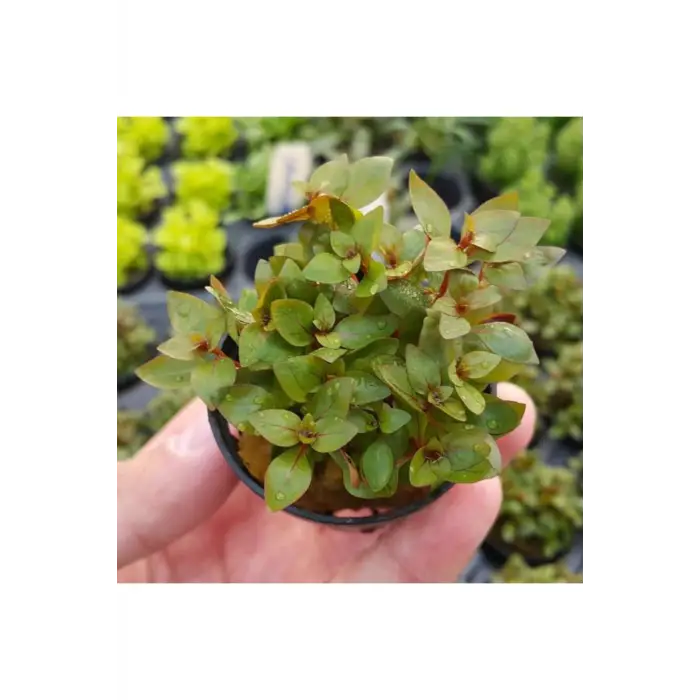 Ludwigia Mini Super Red Saksılı Canlı Bitki