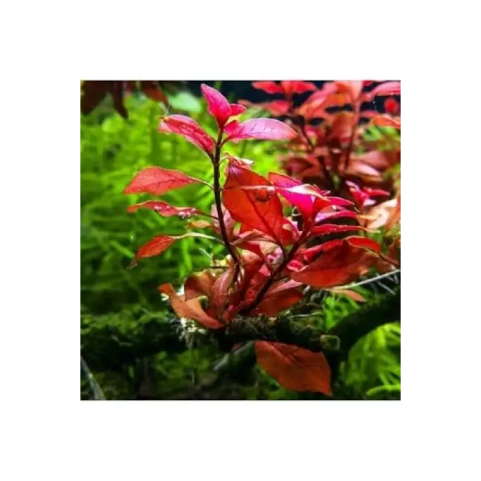 Ludwigia Mini Super Red Saksılı Canlı Bitki