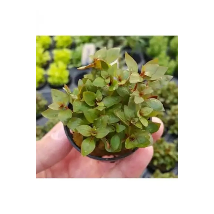 Ludwigia Mini Super Red Saksılı Canlı Bitki