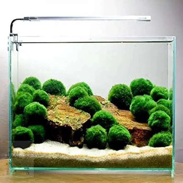 Marimo Moss Ball 3-4 Cm Yosun Topu Canlı Bitki