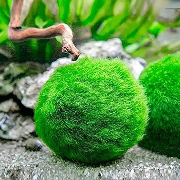 Marimo Moss Ball 3-4 Cm Yosun Topu Canlı Bitki