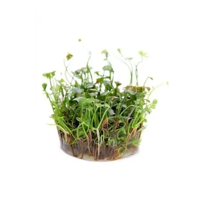 Marsilea Hirsuta In Vitro Canlı Bitki