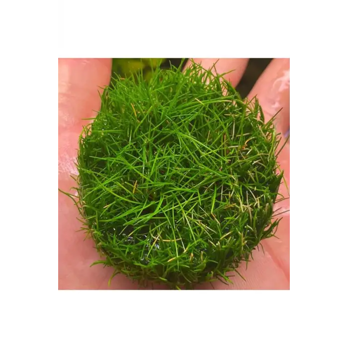 Mini Parvula In Vitro Cup Canlı Akvaryum Bitkisi