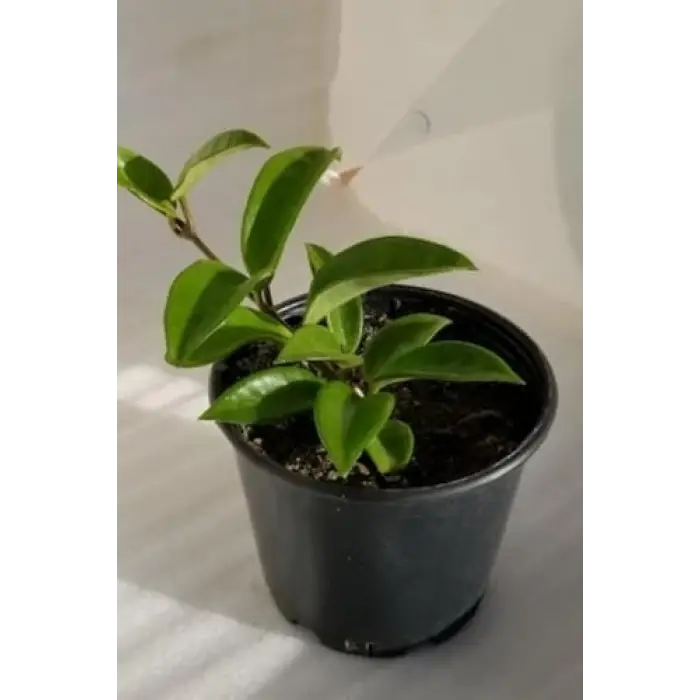 Mum Çiçeği Mavi Renk 10-15cm Ev Salon Bitkisi