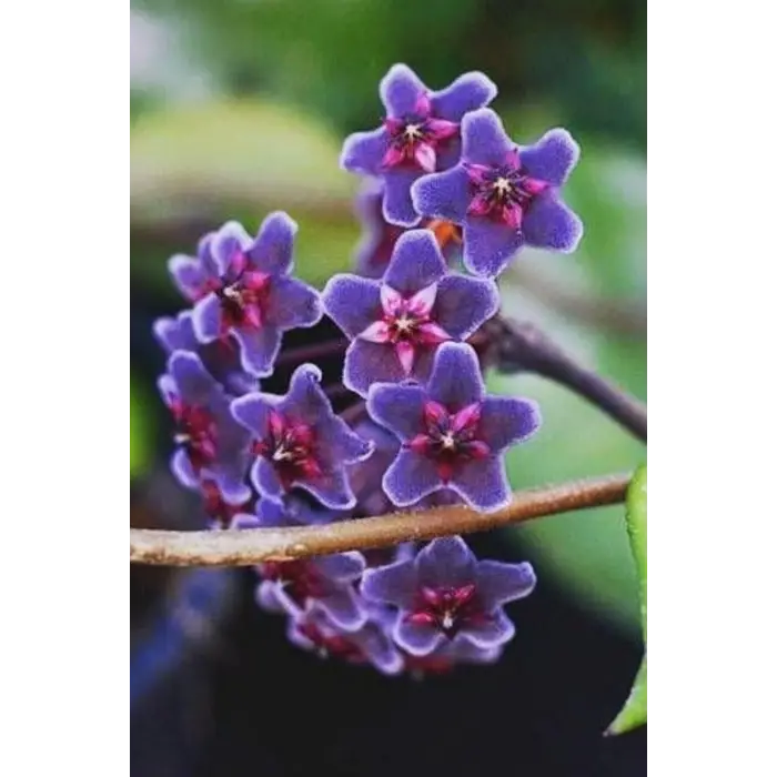 Mum Çiçeği Mavi Renk 10-15cm Ev Salon Bitkisi