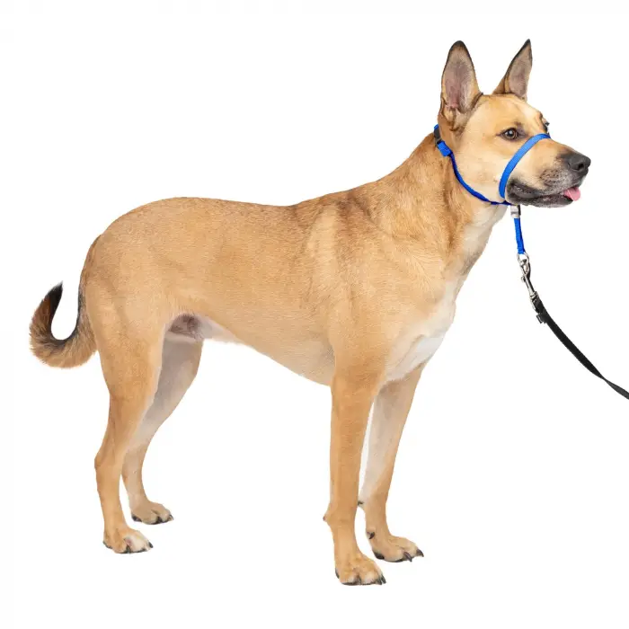 Nazik Lider Çekmesiz Köpek Yaka, Medium, Kraliyet Mavisi