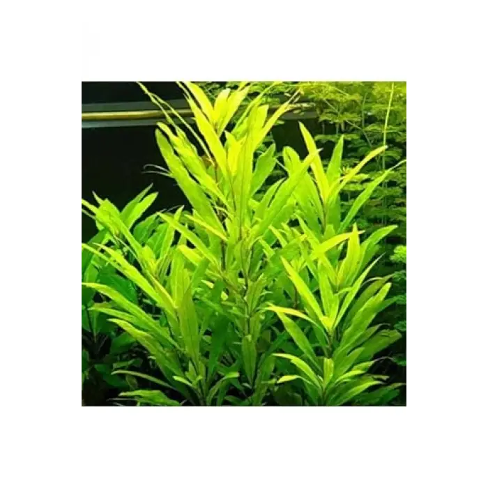 Nomaphila Siamensis Saksı Canlı Bitki TR-B098