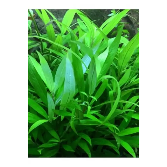 Nomaphila Siamensis Saksı Canlı Bitki TR-B098