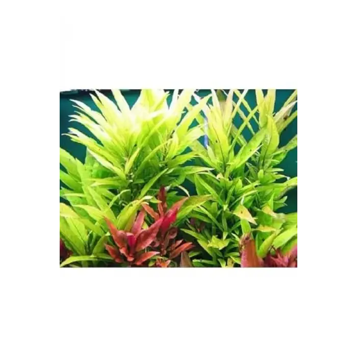 Nomaphila Siamensis Saksı Canlı Bitki TR-B098