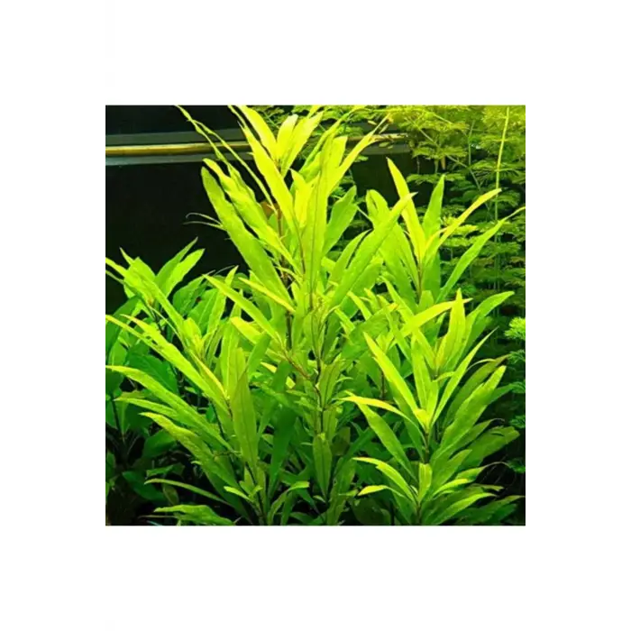 Nomaphila Siamensis Saksı Canlı Bitki TR-B098