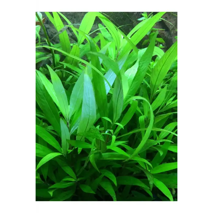 Nomaphila Siamensis Saksı Canlı Bitki TR-B098
