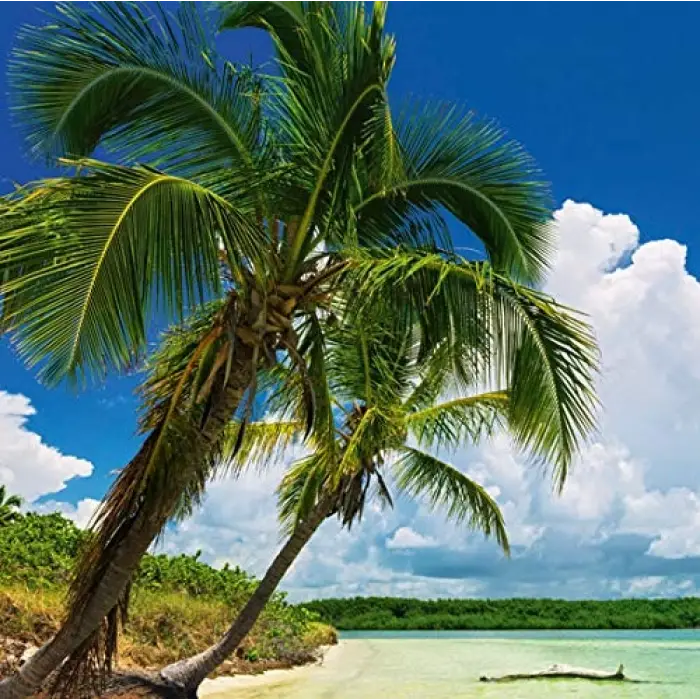 Paradise Palm 2000 Parça Panorama Puzzle