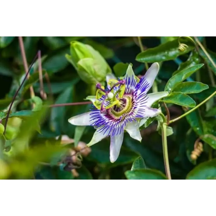 Passiflora Çiçeği Tohumu + 5 Saksı